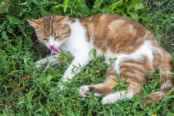 A cat lies on the grass and sniffs a flower. A cat rests in a shady garden.