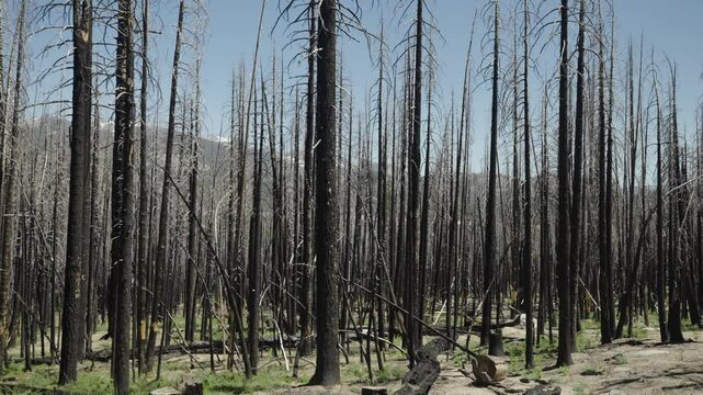 Wide 4K slow motion shot panning right across a burnt forest with mountain backdrop. Charred trees and rugged terrain reveal dramatic aftermath of wildfire in a moody natural landscape.