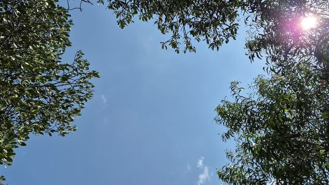 High mangrove trees are exposed to the wind with a blue sky in summer with sunshine. Copy space