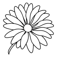 white flower isolated on black