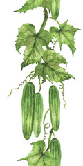 Cucumbers growing watercolor seamless border. Hand painted realistic vegetable plant illustration. Green leaf, curling tendril hanging on vine for packaging of farm products Isolated from background