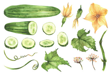 Cucumber plant set hand painted in watercolor Green vegetables whole and slices circles, yellow flower, leaves, tendril and buds on vine. Clipart for farming, gardening design. Isolated illustration
