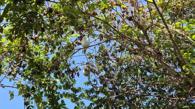 Benincasa hispida plant with round, oval fruit in summer season.