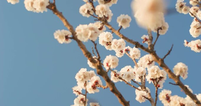 Spring blooming plum blossoms cherry blossoms bees collecting nectar
