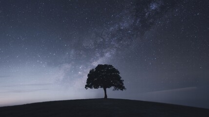 Lone tree silhouetted against starry night sky