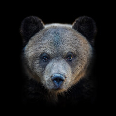 Young brown bear cub with striking features on black background showcasing wildlife beauty