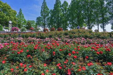 青空バックに見る満開のバラが咲く公園の情景