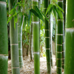 Obraz premium Natural meditation elements background for mindfulness applications