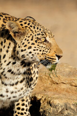 Portrait of a leopard (Panthera pardus) in natural habitat, Kalahari desert, South Africa