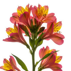 Fototapeta premium Pink and yellow alstroemeria flowers isolated on transparent background