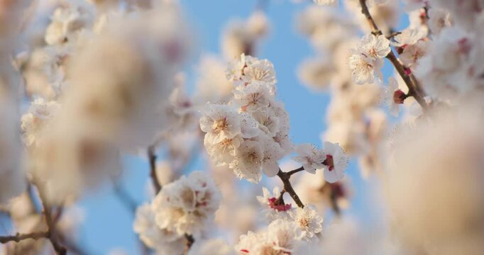 Spring blooming plum blossoms cherry blossoms bees collecting nectar
