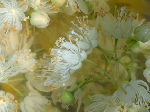 white and yellow flowers. vintage picture.