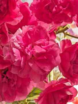 red carnation flowers