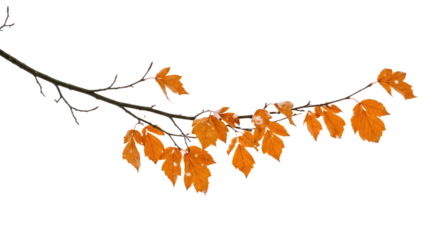 Autumn Branch with Orange Leaves and Snow.