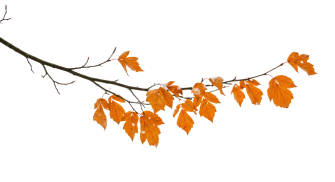 Autumn Branch with Orange Leaves and Snow.