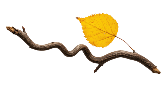 Autumn Branch with Single Yellow Leaf.