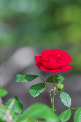 A single rose blooming in the flower bed. warm sunshine