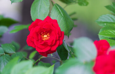 A single rose blooming in the flower bed. warm sunshine