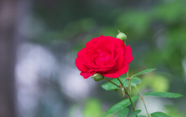 A single rose blooming in the flower bed. warm sunshine