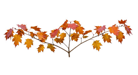 Autumn Maple Branch with Colorful Leaves.