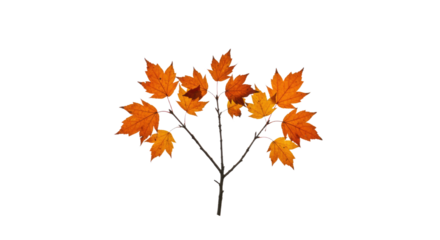 Autumn Maple Branch with Orange Leaves.