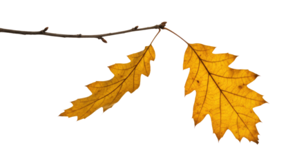 Autumn Oak Leaves on Branch.