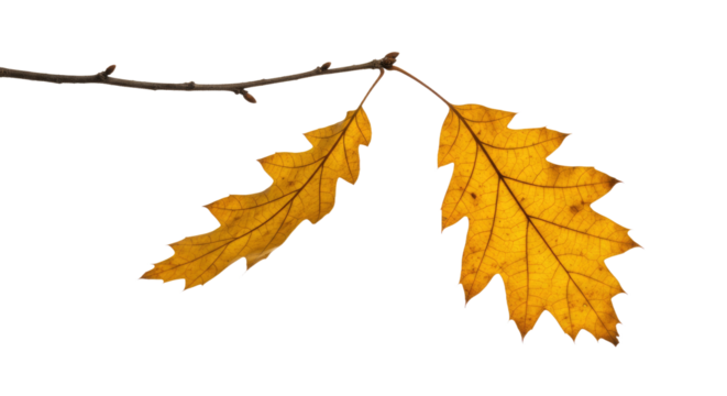 Autumn Oak Leaves on Branch.