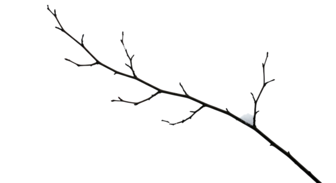 Bare Branch with Snow Flake.