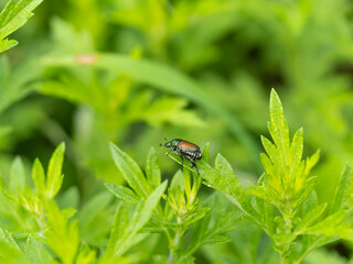 植物に止まるマメコガネ