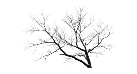 Bare Winter Tree Branches Against White Background.