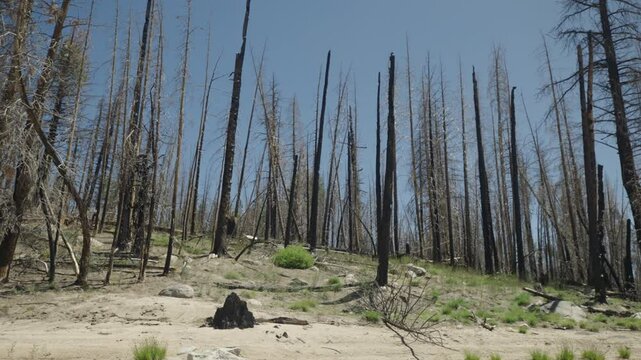 Slow motion wide shot panning right through a sunlit burnt forest. Charred trees and dry terrain contrast with bright sunlight, capturing dramatic wildfire aftermath in a natural landscape.