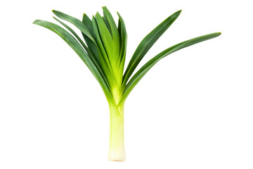 Fresh green leek with roots and leaves for cooking ingredients isolated with transparent background