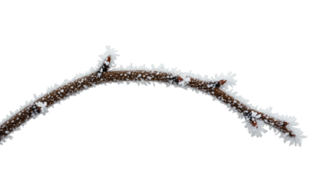 Frosted Branch Against White Background.