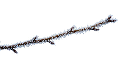 Frosty Tree Branch with Buds.
