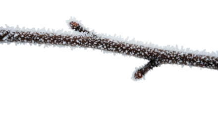 Frosty Winter Branch CloseUp Detail 1.