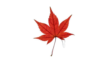 Red Maple Leaf with Water Droplet.