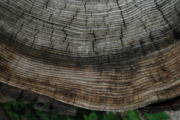 Close-Up of Tree Rings on an Aged Tree Trunk Textured 