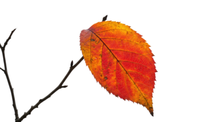 Single Autumn Leaf on Branch Isolated 1.