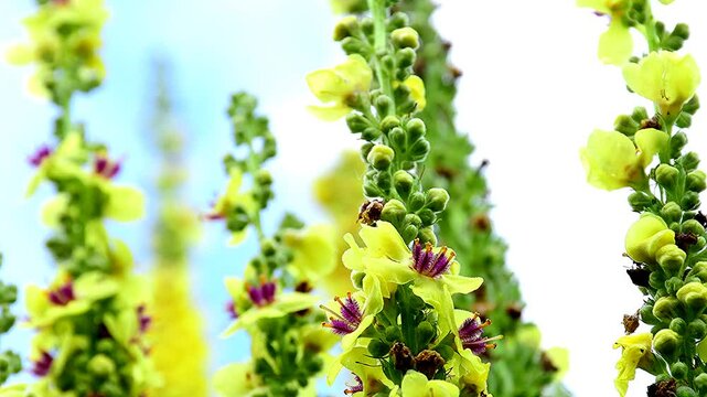 black mullein with flowers in summer in a garden in Germany, closeup