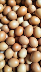 Fresh Brown Chicken Eggs in Bulk