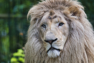 portrait of a male lion