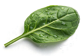 green leaf with water drops