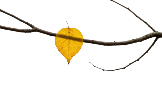 Single Yellow Leaf on Bare Branch.