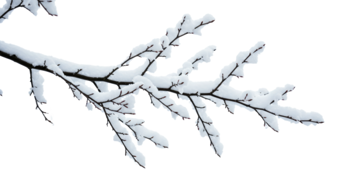 Snow Covered Branch Isolated on White 1.