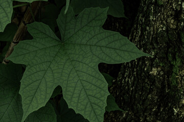 Set in deep green tones, a close-up of veined foliage and bark creates a moody, organic backdrop...