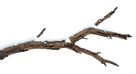 SnowCovered Branch Against White Background 7.