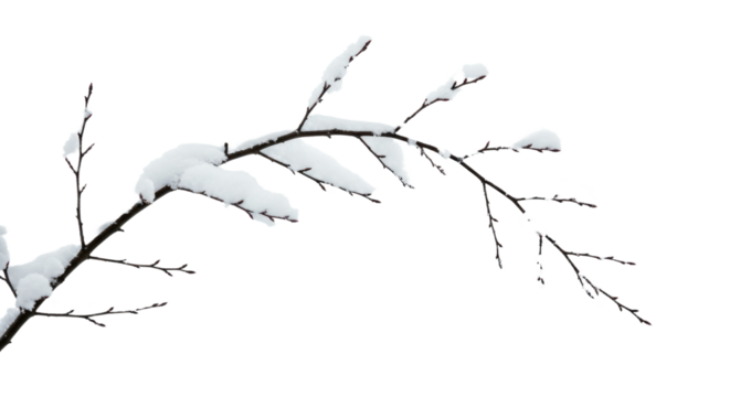 SnowCovered Branch Isolated on White Background.