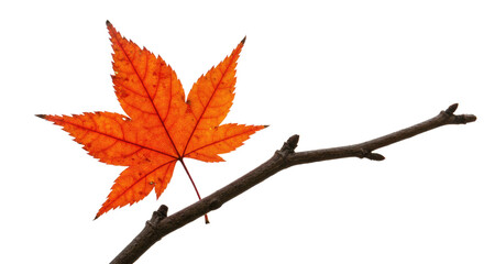 Vibrant Autumn Maple Leaf on Branch 1.