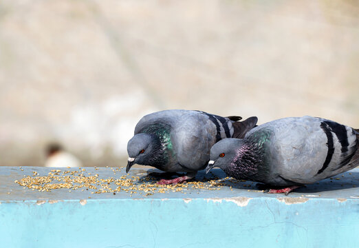 Two Pigeons Feeding on a Balcony Railing
