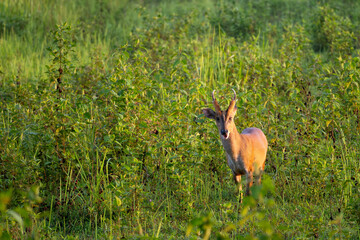 Northern Red Muntjac - Muntiacus vaginalis, beautiful deer native to forests of South and Southeast Asia, Vietnam.